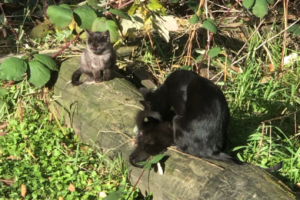 cats from a local cat colony