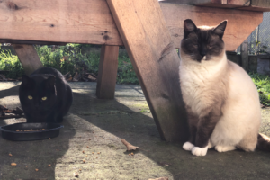 a couple of colony cats by a picnic table