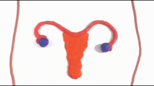 animated gif incorrectly showing ovaries descending to become testes